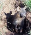 Parahyaena brunnea pup.jpg
