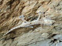 Ptyodactylus ruusaljibalicus 111956828.jpg