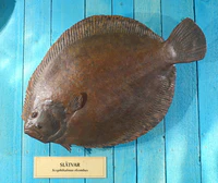 Scophthalmus rhombus - Swedish Museum of Natural History - Stockholm, Sweden - DSC00582.JPG