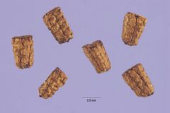 Verbascum blattaria seeds vebl 007 php.jpg