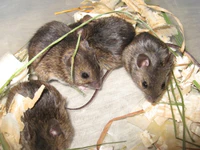 Apodemus uralensis group Mikulov.jpg