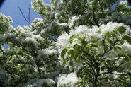 Chionanthus retusus var. serrulatus 2zz.jpg
