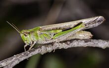 Chorthippus biguttulus, Vic-la-Gardiole 03.jpg