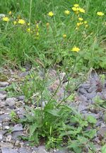 Crepis capillaris 2005.07.10 09.09.34.jpg