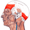 Gray — musculus epicranius.png