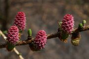 Larix-decidua 0043 S.jpg