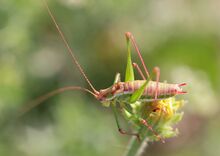 Leptophyes albovittata - Burgenland.jpg