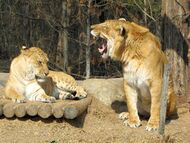Liger couple 1.jpg