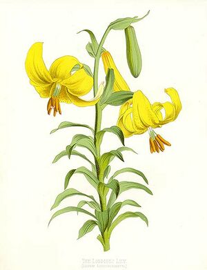 Lilium monadelphum (Litho).jpg