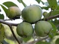 Persimmon American2 Asit.jpg