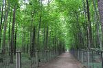 Petrovsko-Razumovskoye Complexny Zakaznik 07.jpg