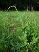 SauerampferPflanze (Rumex acetosa).jpg
