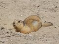 Spermophilus fulvus Baikonur 02.jpg