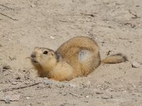 Spermophilus fulvus Baikonur 02.jpg