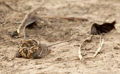 Standard-winged Nightjar 3.jpg