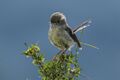 Tomtit fem - New Zealand (25419832238).jpg