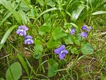 Viola sororia in Wisconsin.jpg