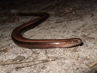 Anguis fragilis 1a.jpg
