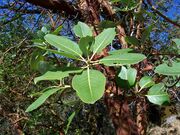 Arbutus menziesii-4.jpg
