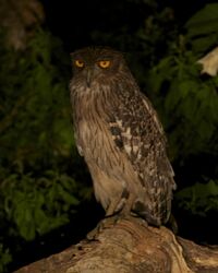 Brown Fish-Owl (Ketupa zeylonensis zeylonensis) - Flickr - Lip Kee.jpg
