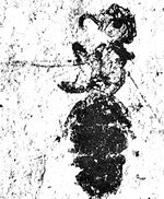 Carpenter 1930-75 Petraeomyrmex minimus.jpg