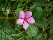Catharanthus roseus, Kourou 2.jpg