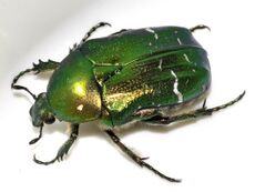 Cetonia-aurata-21-fws.jpg