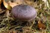 Cortinarius.violaceus.-.lindsey.jpg