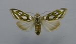 Cucullia argentea.jpg