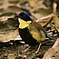 Gurney's Pitta (male) - Pitta gurneyi (3466943227).jpg