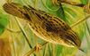 Locustella lanceolata.jpg