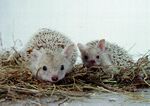 Long Eared hedgehog.jpg