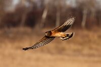 Northern Harrier (5927976071).jpg