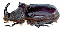 Oryctes nasicornis nasicornis (Linné, 1758) male lateral.png