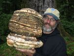 Paul Stamets with Agarikon.jpg