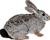 Pronolagus randensis Rudloff (cropped) transparent.png