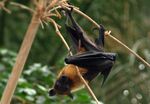 Pteropus giganteus fg01.JPG