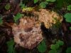 Rigidoporus crocatus 64978.jpg