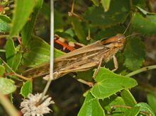 Acrididae - Locusta migratoria cinerascens-male.JPG