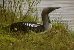 Black-throated Diver, Oulu, Finland 02 (15195370798).jpg