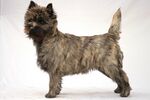 Cairn Terrier - 002.jpg
