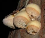 Cryptoporus volvatus 41860.jpg