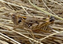 Dociostaurus maroccanus male Kazakhstan.jpg