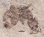 Elaeomyrmex gracilis UCM17009B profile.jpg