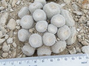 Epithelantha micromeris (5677012434).jpg