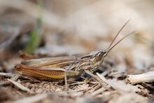 Euchorthippus pulvinatus male (5012320287).jpg