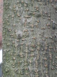 Kalopanax septemlobus 03.JPG