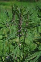 Leonurus cardiaca sk1.jpg