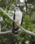 Leptodon cayannensis - Gray-headed kite.JPG
