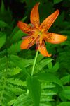Lilium medeoloides Kurumayuri in Hakusan 2002-07-25.jpg